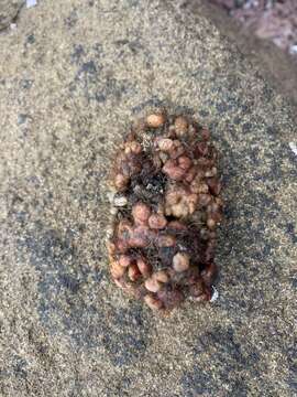 Image of red sea squirt