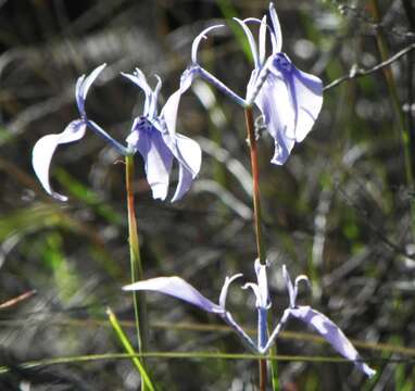 Image of Moraea tripetala subsp. tripetala