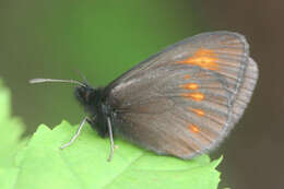 Image of Eriphyle Ringlet