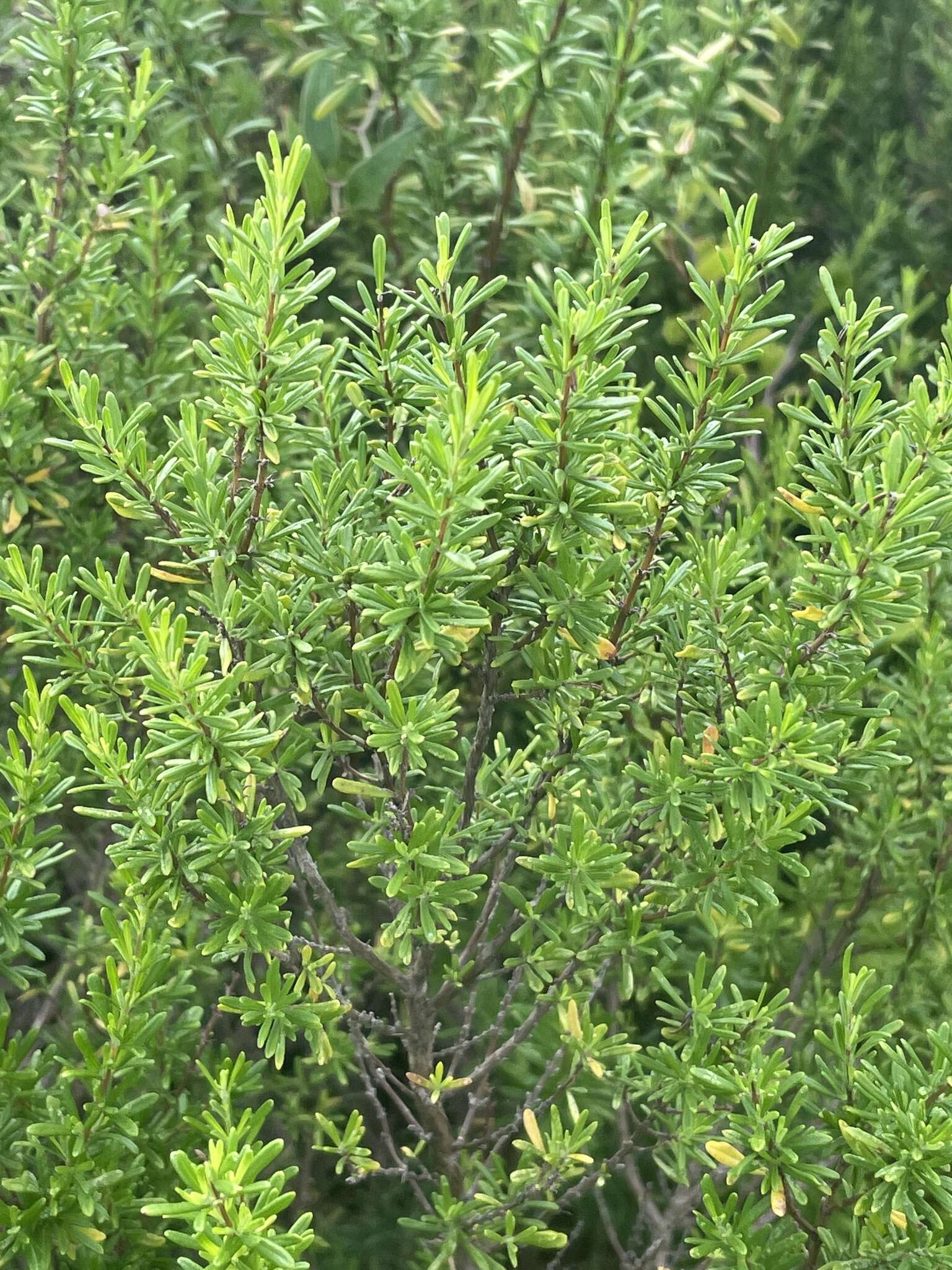 Image of Apalachicola false rosemary