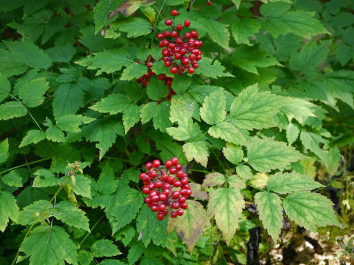 Imagem de Actaea rubra (Ait.) Willd.