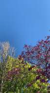 Imagem de Handroanthus heptaphyllus (Mart.) Mattos