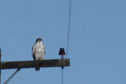 Image of Gyr Falcon