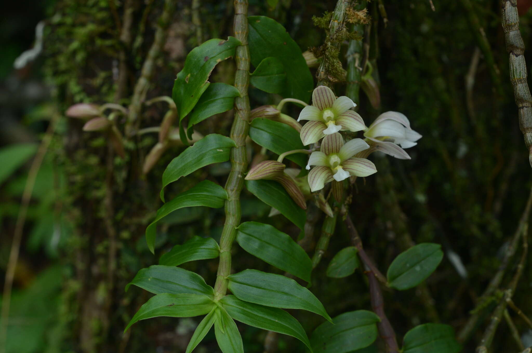 Image of Chameleon Dendrobium