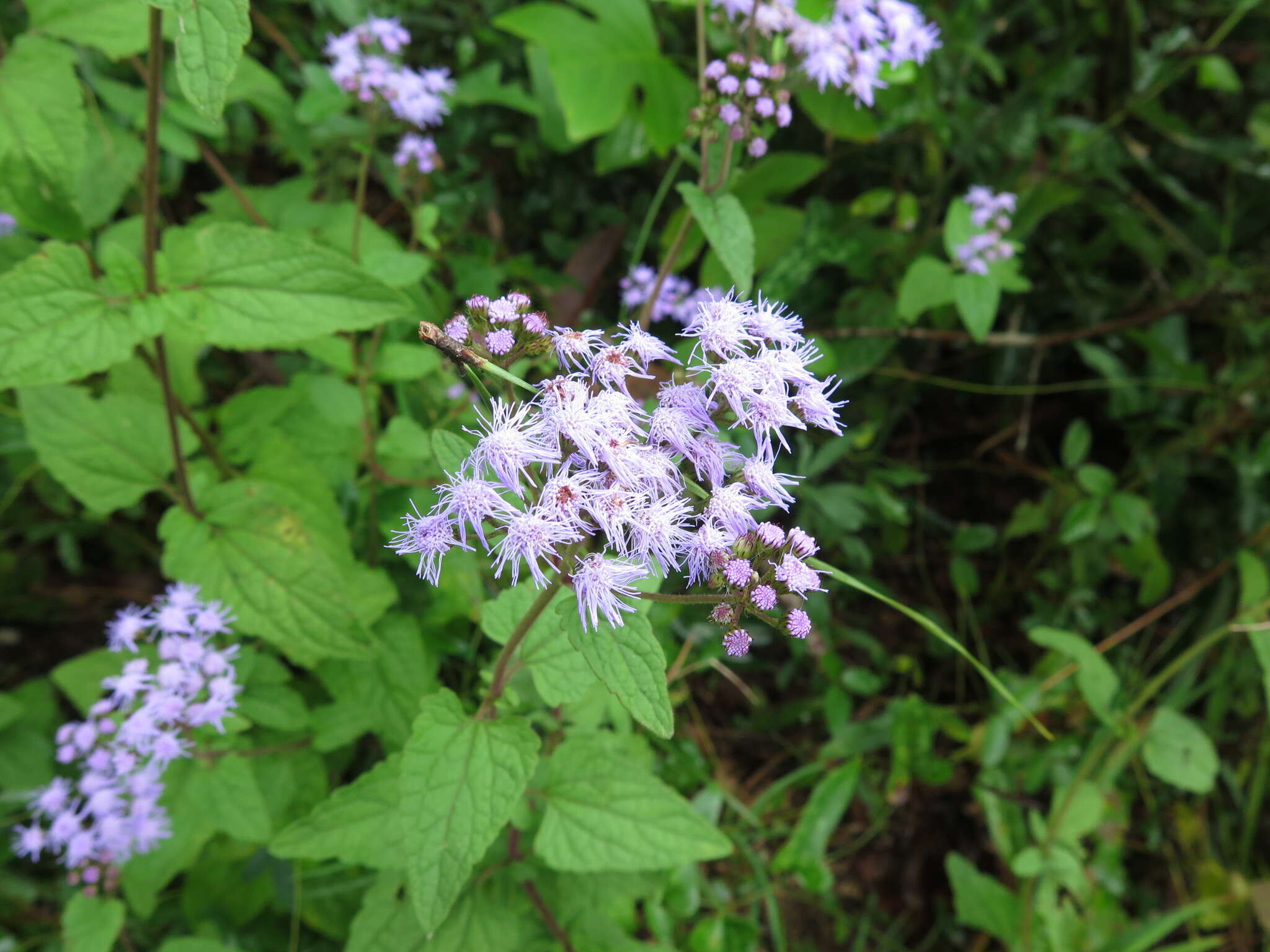 Image of blue mistflower