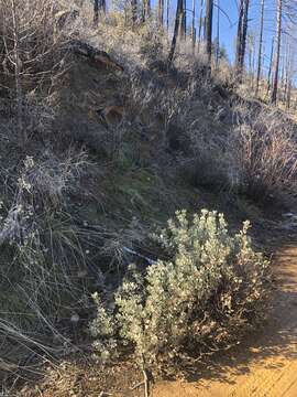 Image of Mallory's manzanita