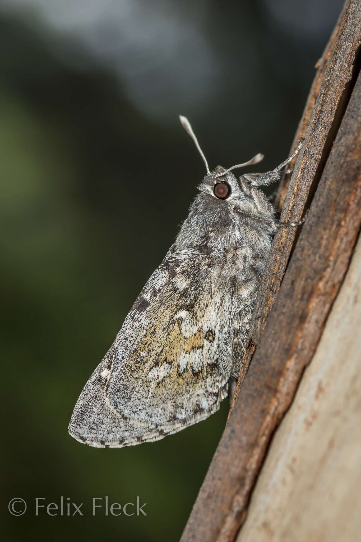 Aegiale hesperiaris Walker 1855 resmi