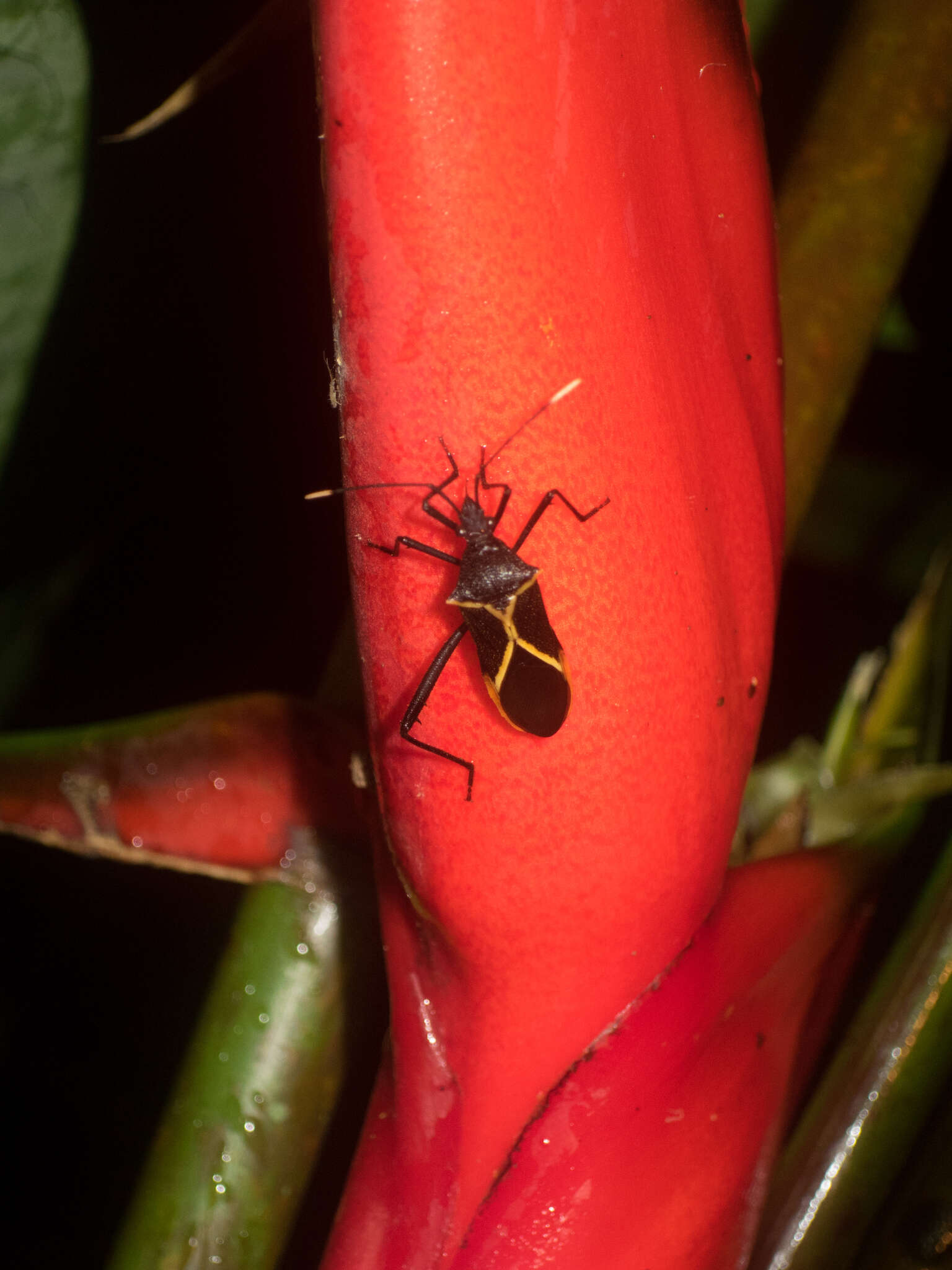 صورة Leptoscelis conspicuus Brailovsky & Barrera 2012