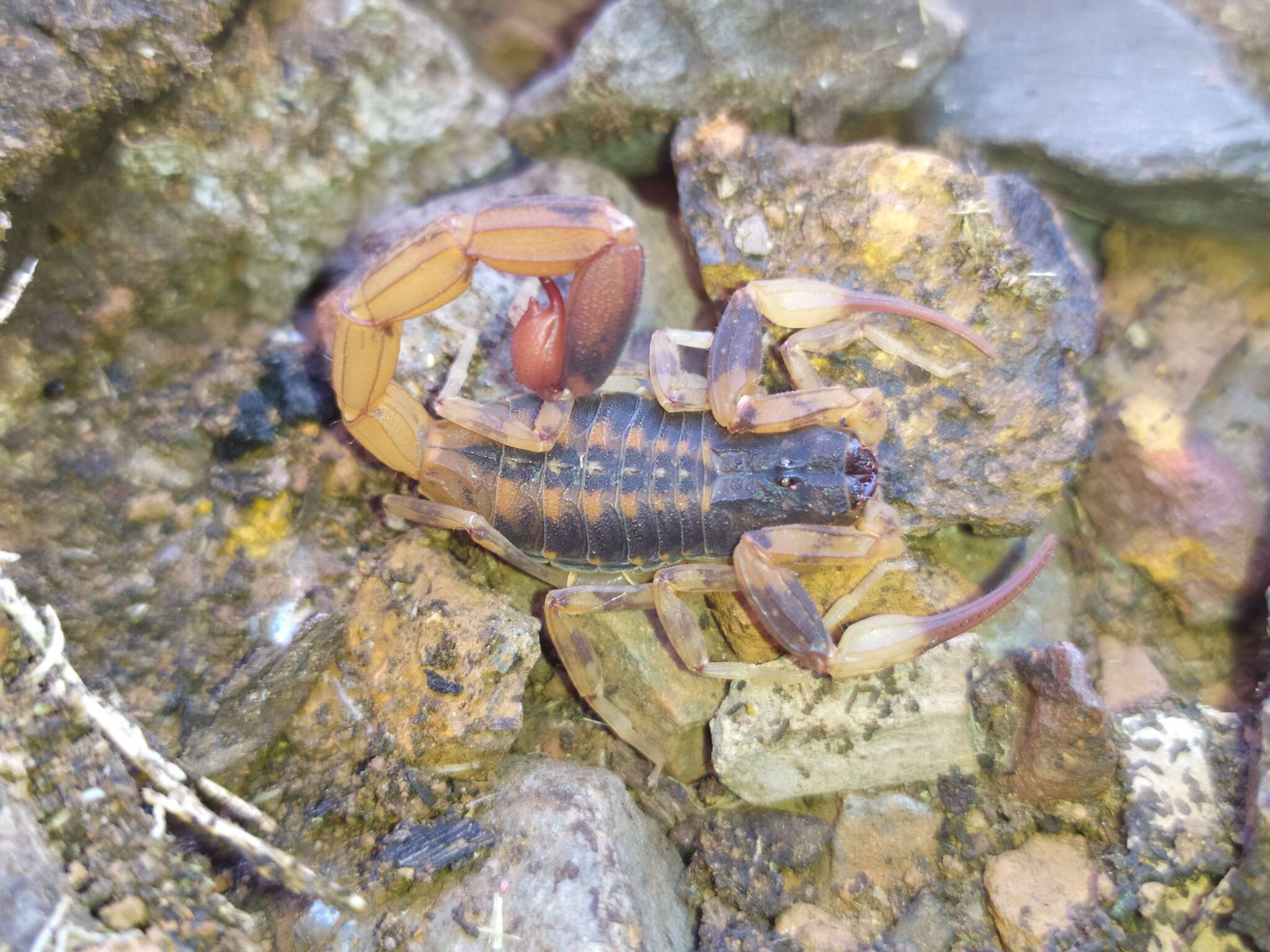 صورة Tityus fasciolatus Pessôa 1935