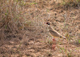 Image of Bronze-winged Courser