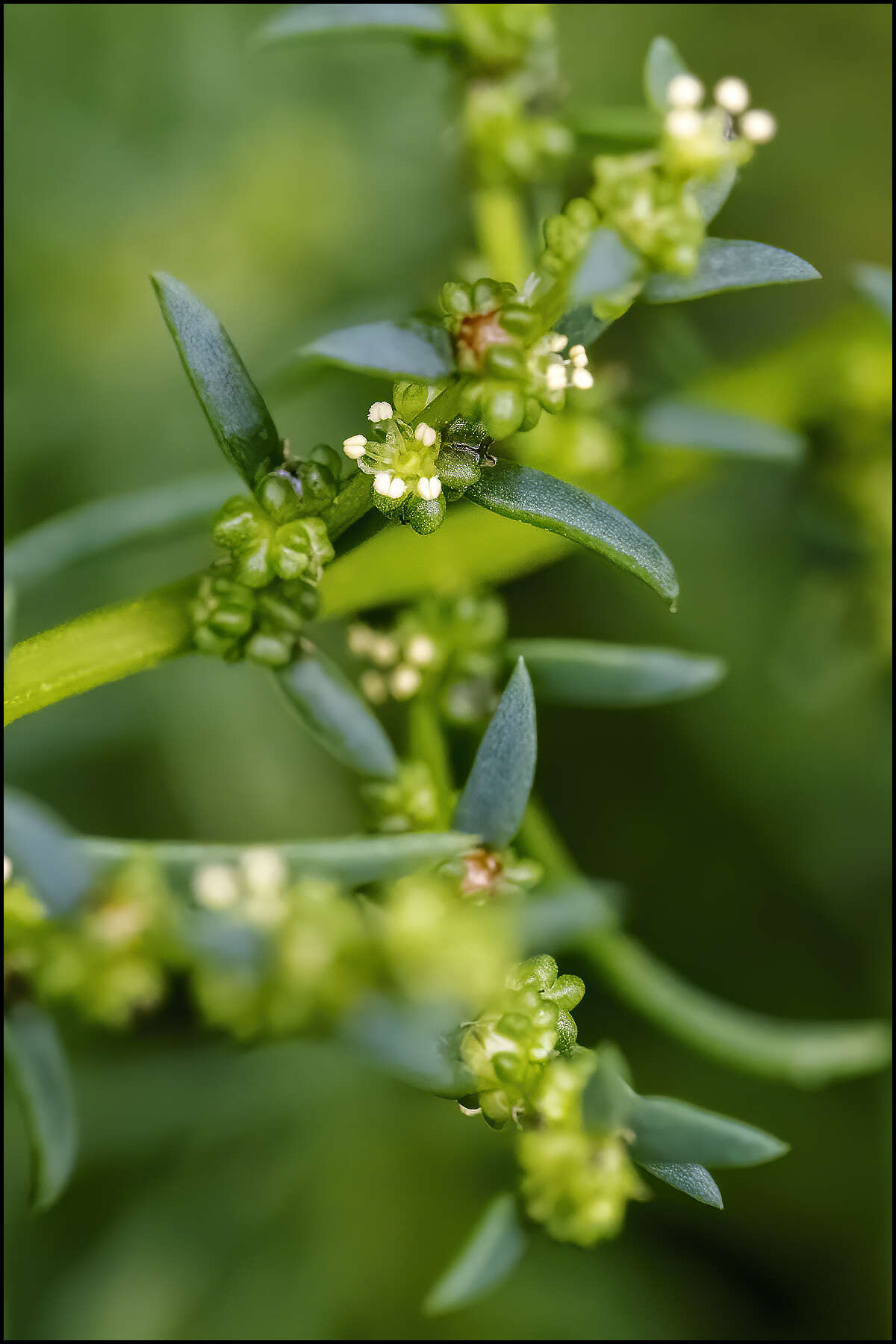 Image of Annual Seepweed