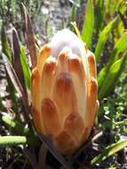 Image of Protea aspera Phillips