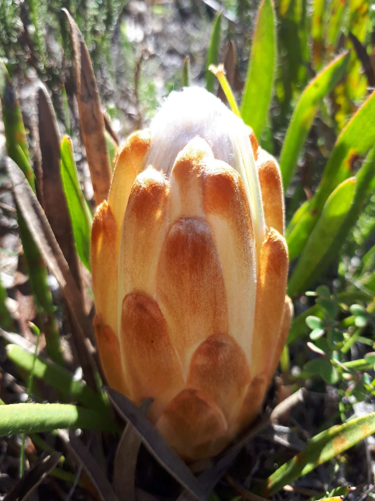 Image of Protea aspera Phillips