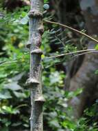 Image de Adenia cissampeloides (Planch. ex Hook.) Harms