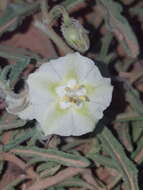 Image de Chamaesaracha coronopus (Dun.) A. Gray