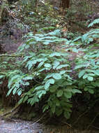 Image of California spikenard