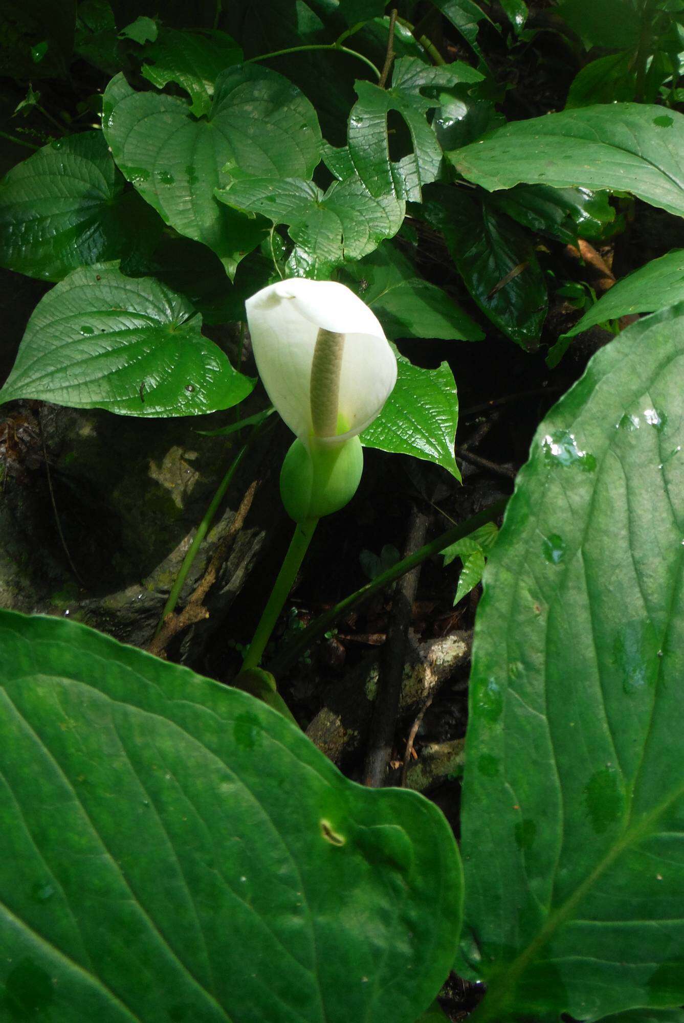 Image of Xanthosoma wendlandii (Schott) Standl.