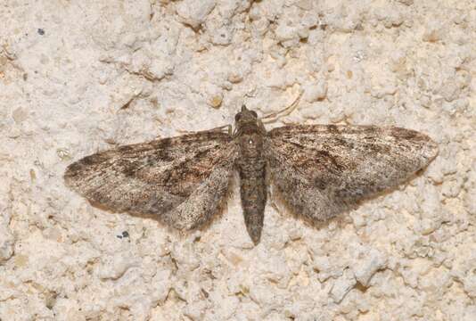 Image of Eupithecia cocciferata Millière 1864