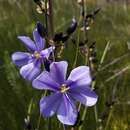 Image of Aristea rigidifolia G. J. Lewis