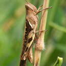 Image of Stenocatantops cornelii Willemse & F. M. H. 1968