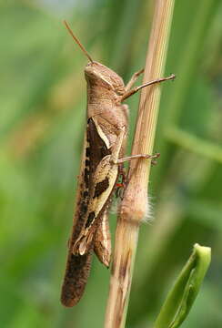 Image of Stenocatantops cornelii Willemse & F. M. H. 1968