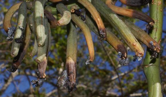 Image of Vanilla roscheri Rchb. fil.