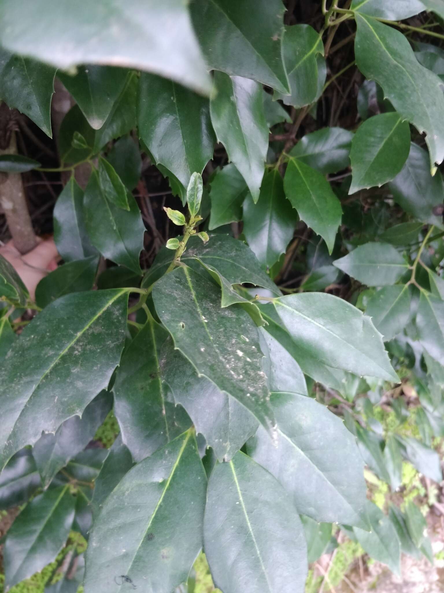 Image of Ilex canariensis subsp. azevinho (Sol. ex Lowe) G. Kunkel