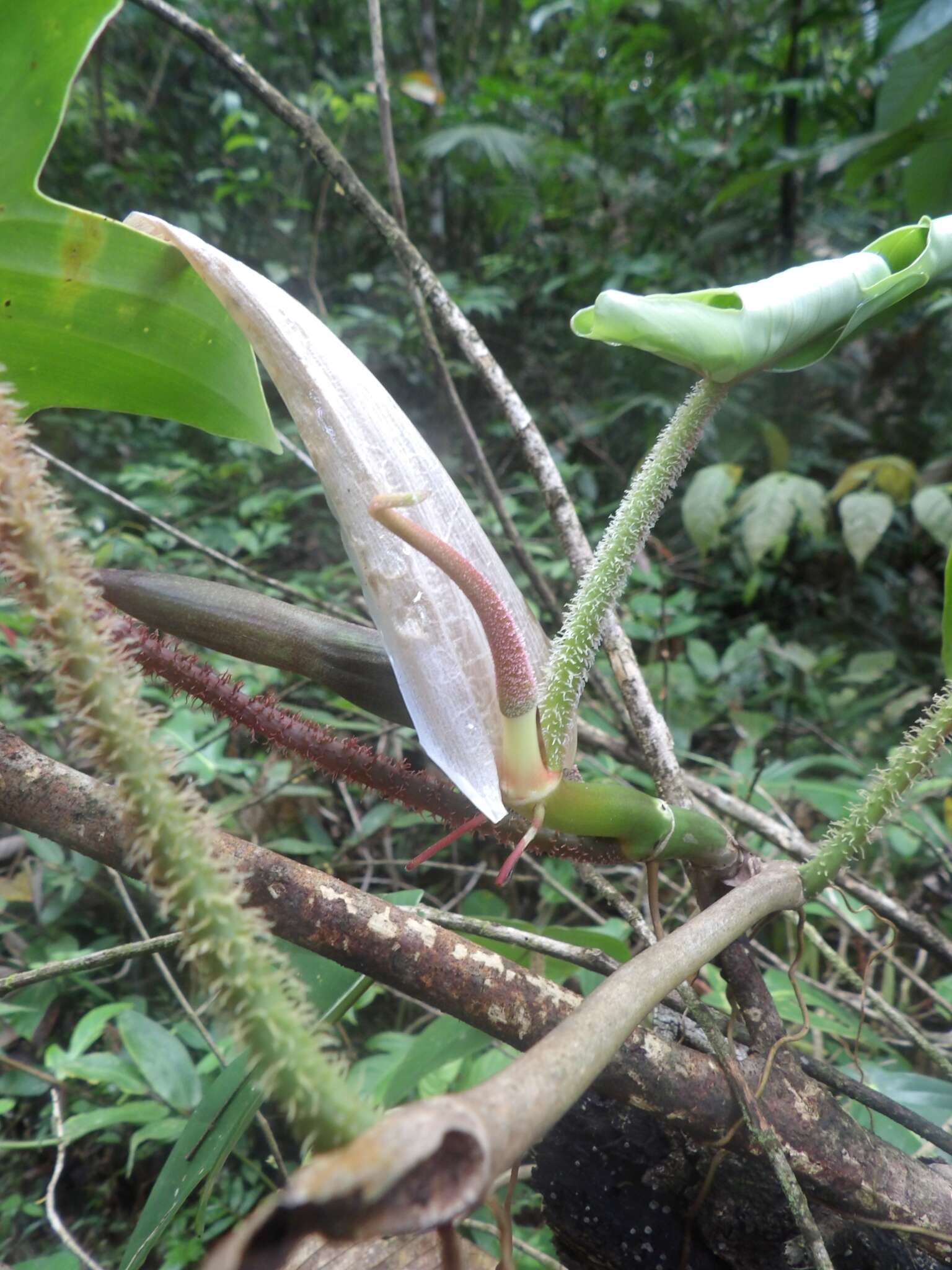 Image of Philodendron squamiferum Poepp.