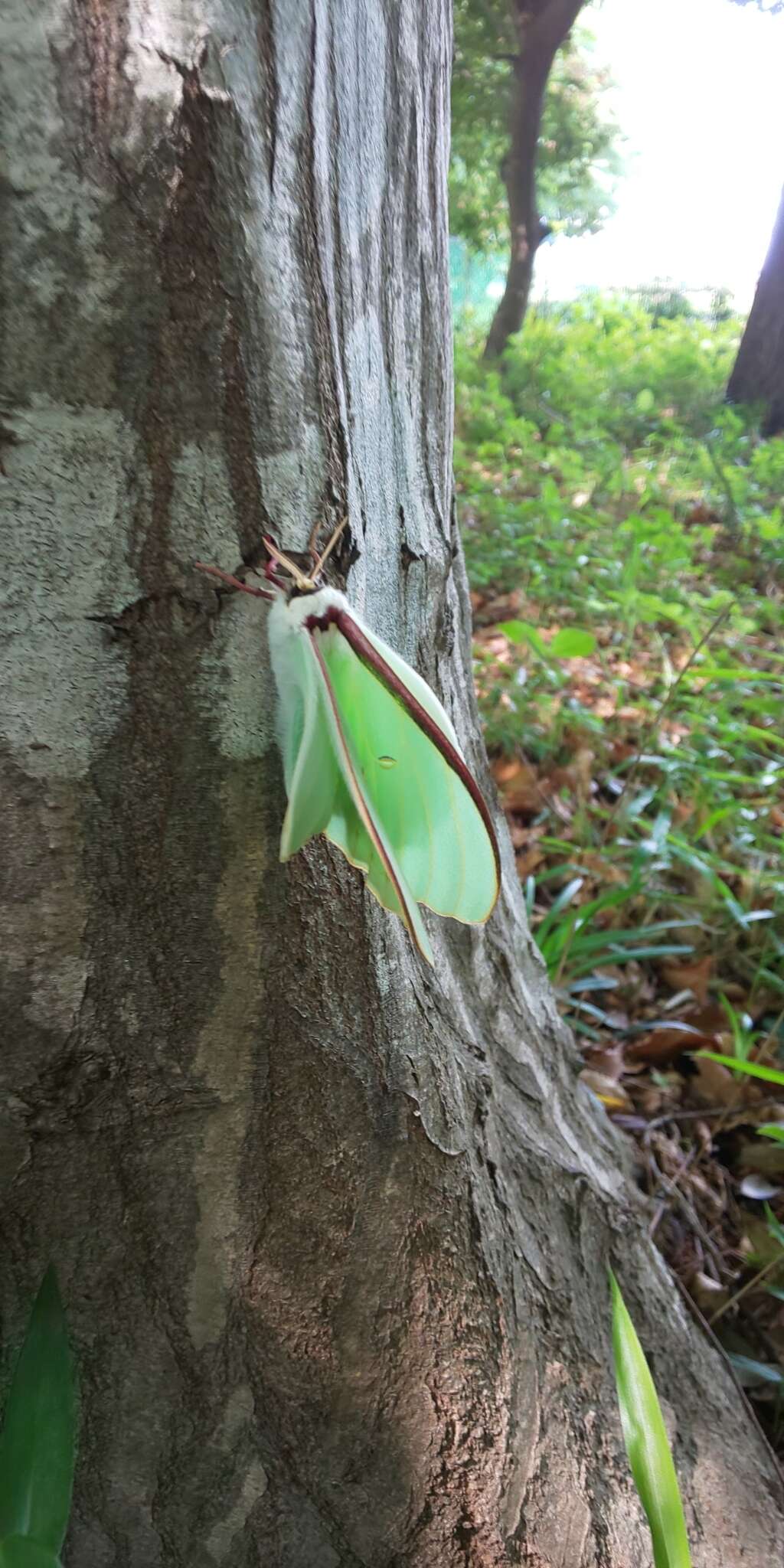 Image of Actias aliena (Butler 1879)