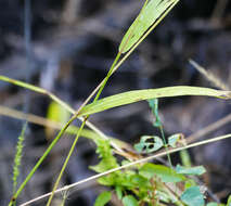 Image of Grisebach's bristlegrass