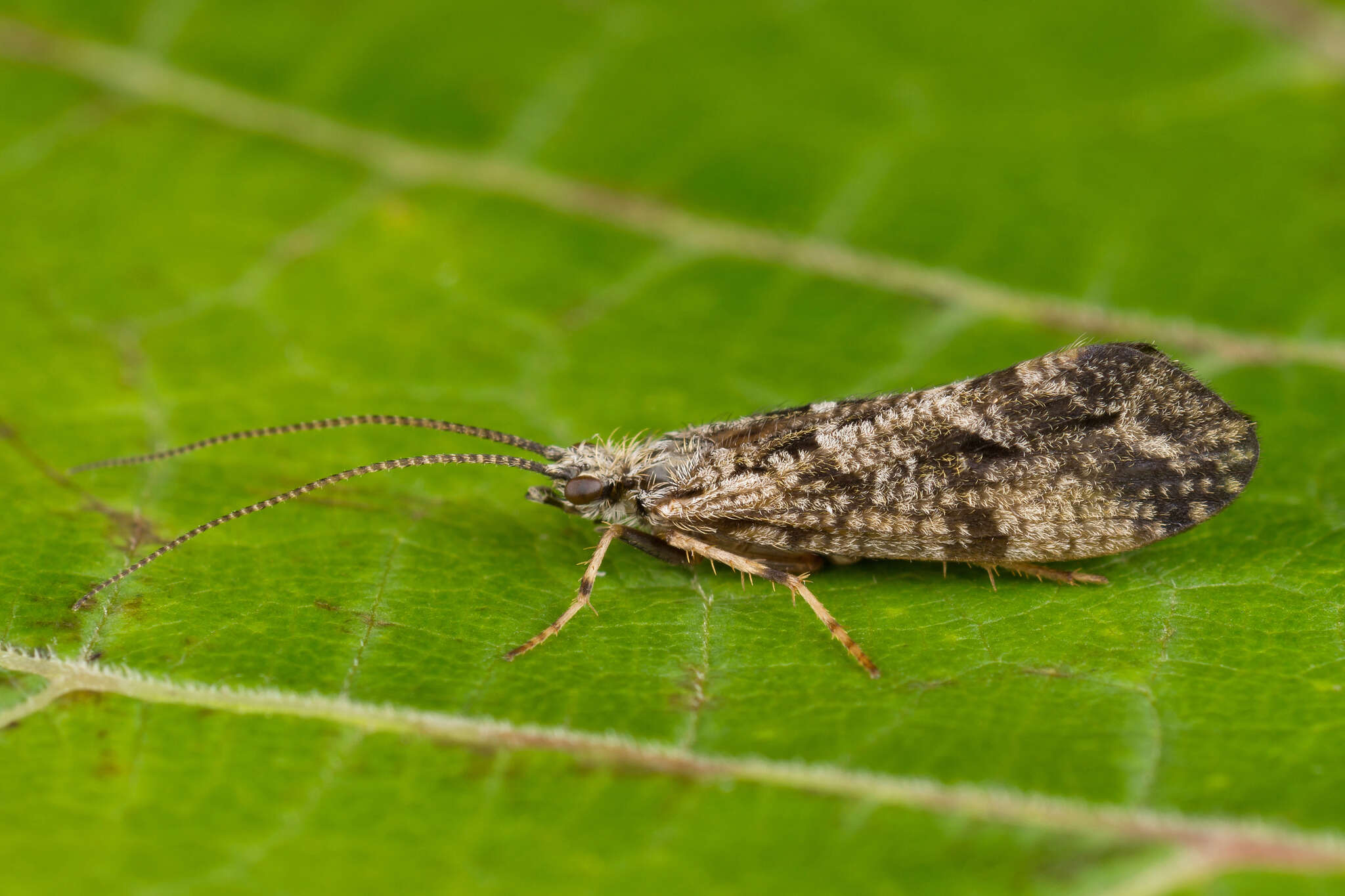 Слика од Trichostegia