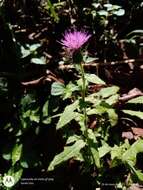 Image de Cirsium mexicanum DC.