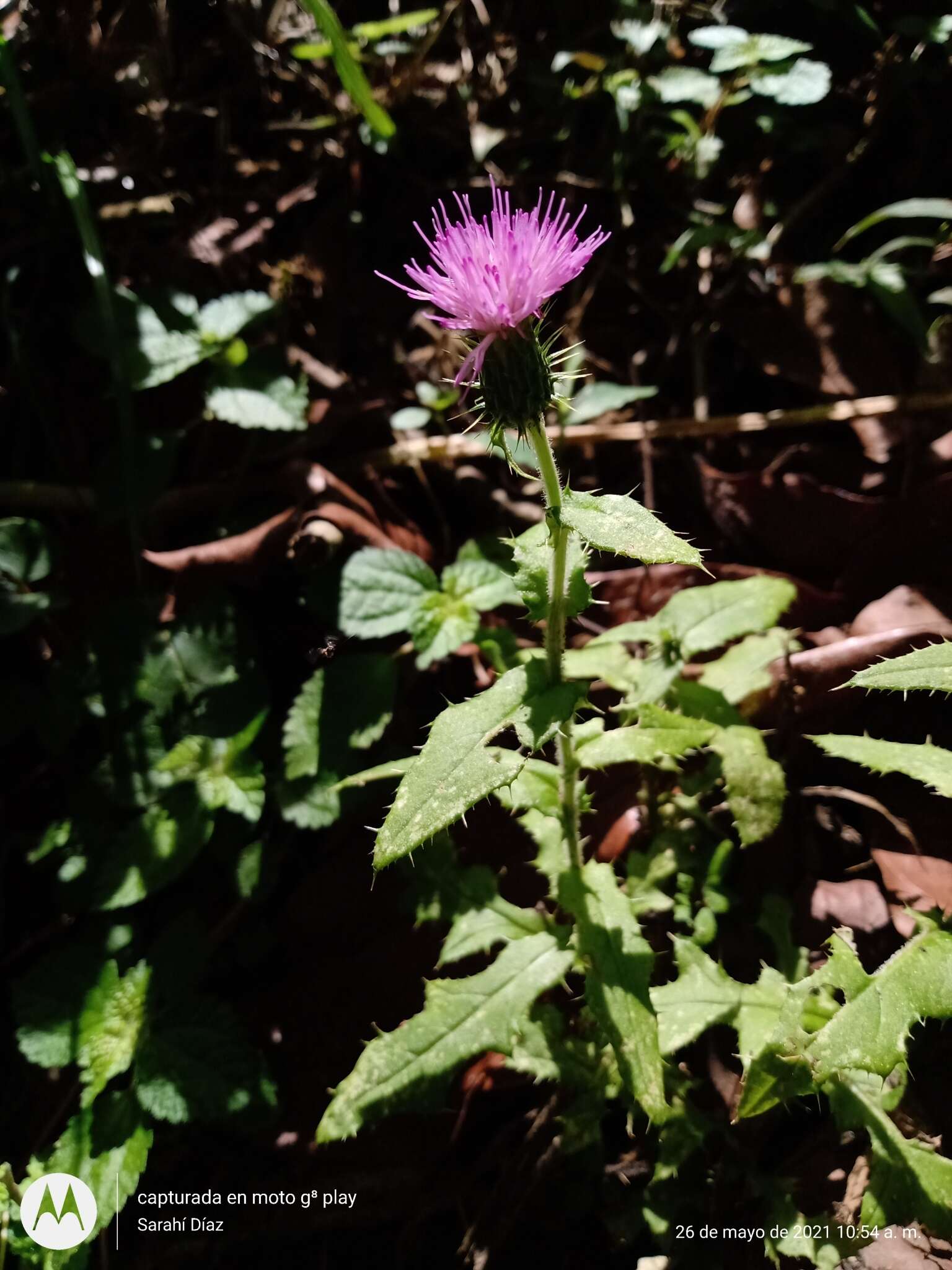 Plancia ëd Cirsium mexicanum DC.