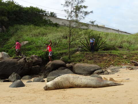 Imagem de Elefante-marinho-do-sul