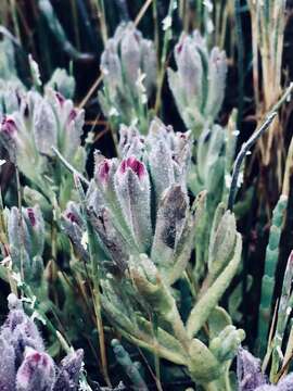 Image of Pt. Reyes bird's-beak