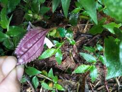 Image of Sarcopyramis bodinieri H. Lév. & Vaniot