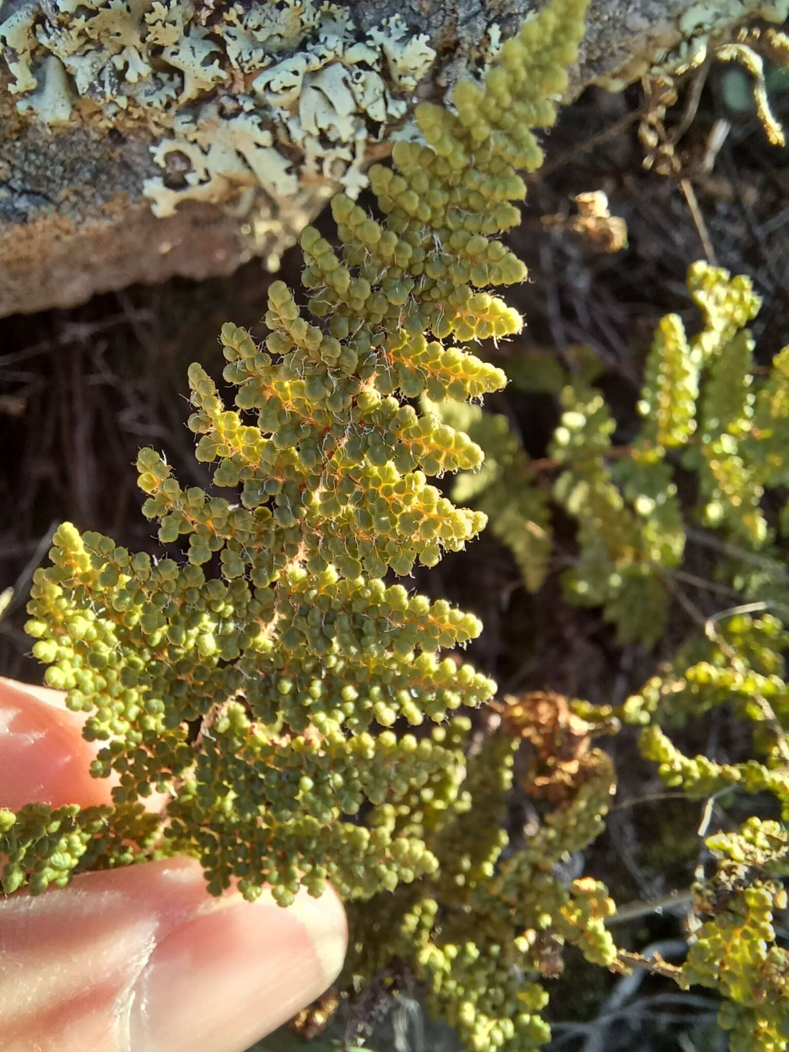 Image de Myriopteris yavapensis (T. Reeves ex Windham) Grusz & Windham