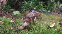 Sivun Mycena mulawaestris Grgur. 2003 kuva