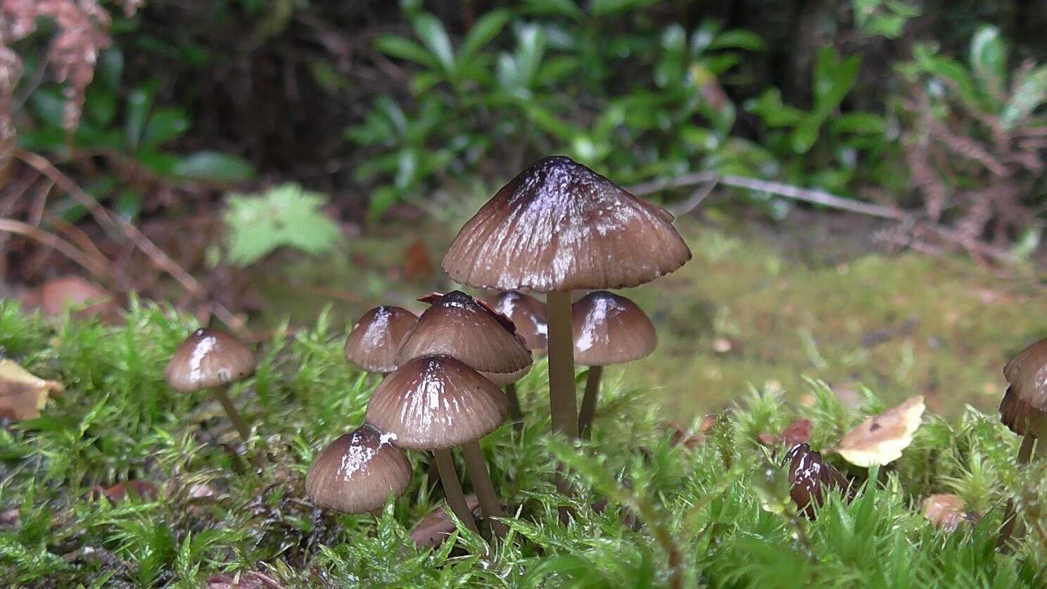 Sivun Mycena mulawaestris Grgur. 2003 kuva