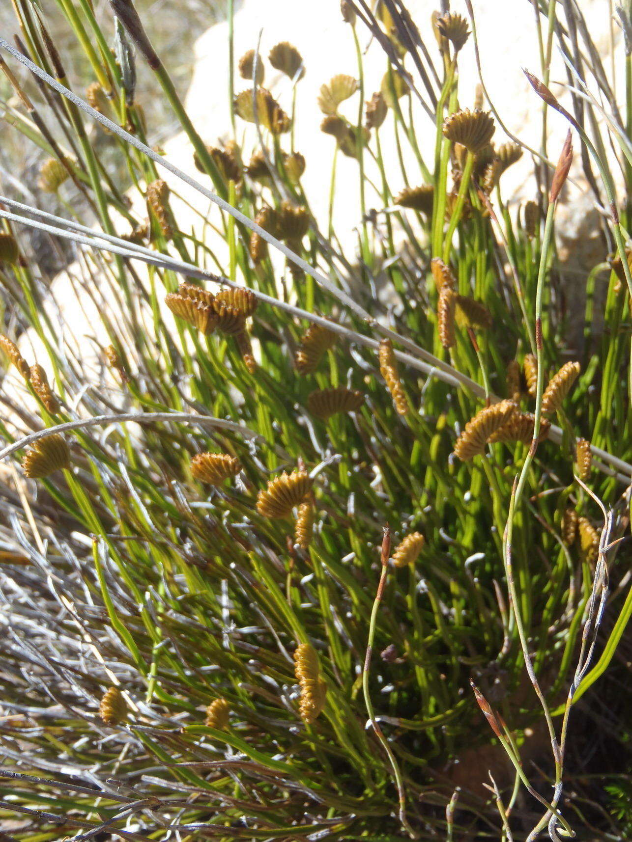 Imagem de Schizaea pectinata (L.) Sw.