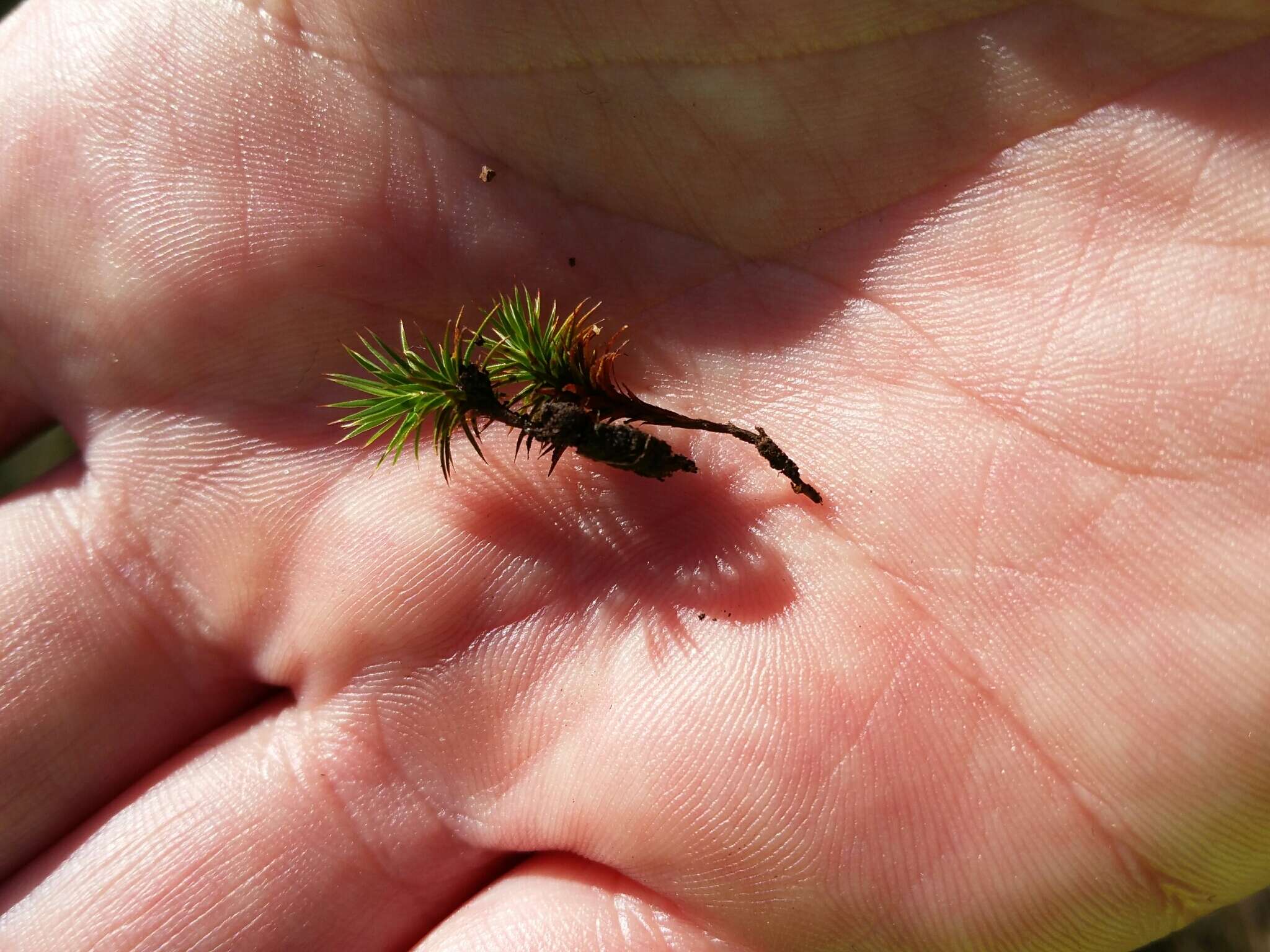 Слика од Polytrichum juniperinum Hedwig 1801