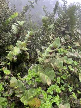 Image of Griselinia scandens (Ruiz & Pav.) Taub.