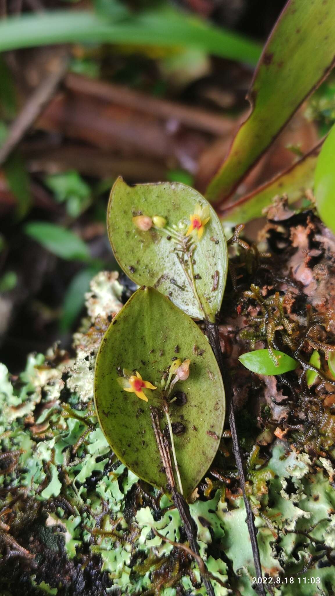 Image of Lepanthes quetzalensis Luer & Béhar