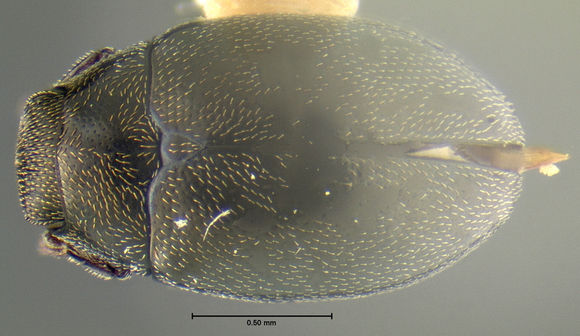 Image of <i>Eulimnichus expeditus</i> Wooldridge 1984