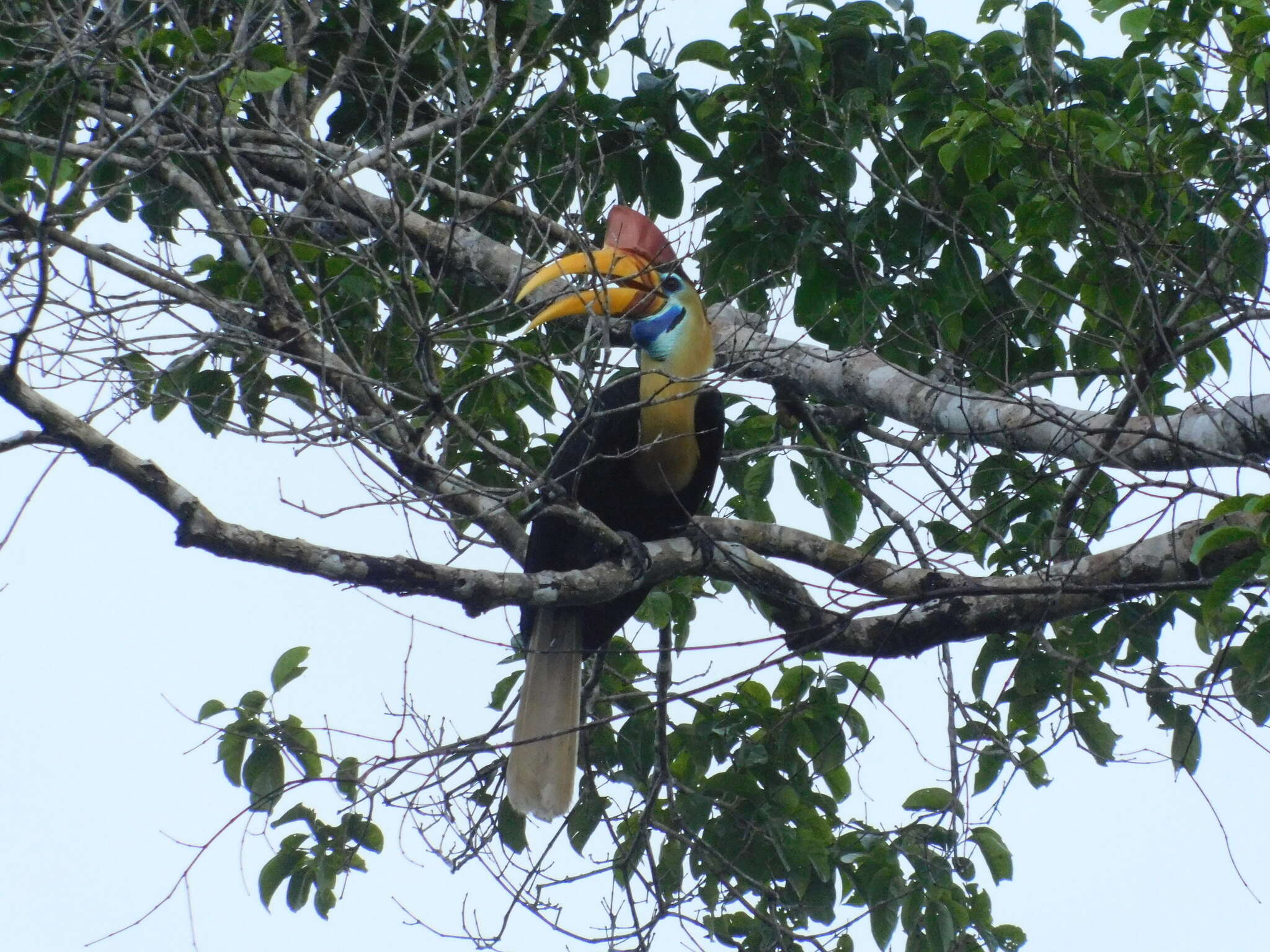 Image of Knobbed Hornbill