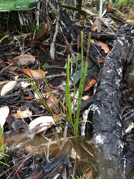 Image of Actinostachys intermedia (Mett.) Reed