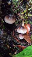 Image of Mycena atroincrustata Singer 1969