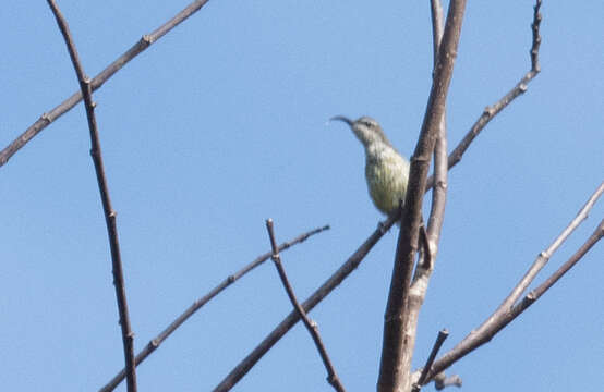 Image of Johanna's Sunbird