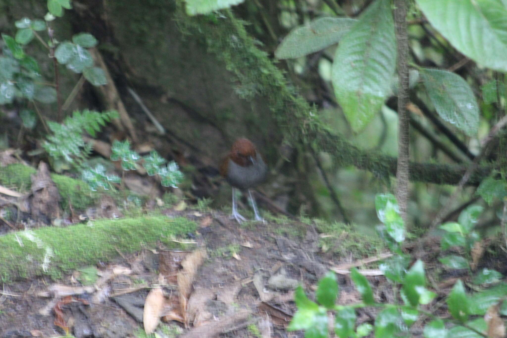 Image of Bicolored Antpitta