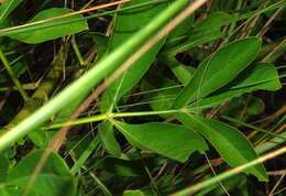 Image de Heteromorpha involucrata Conrath